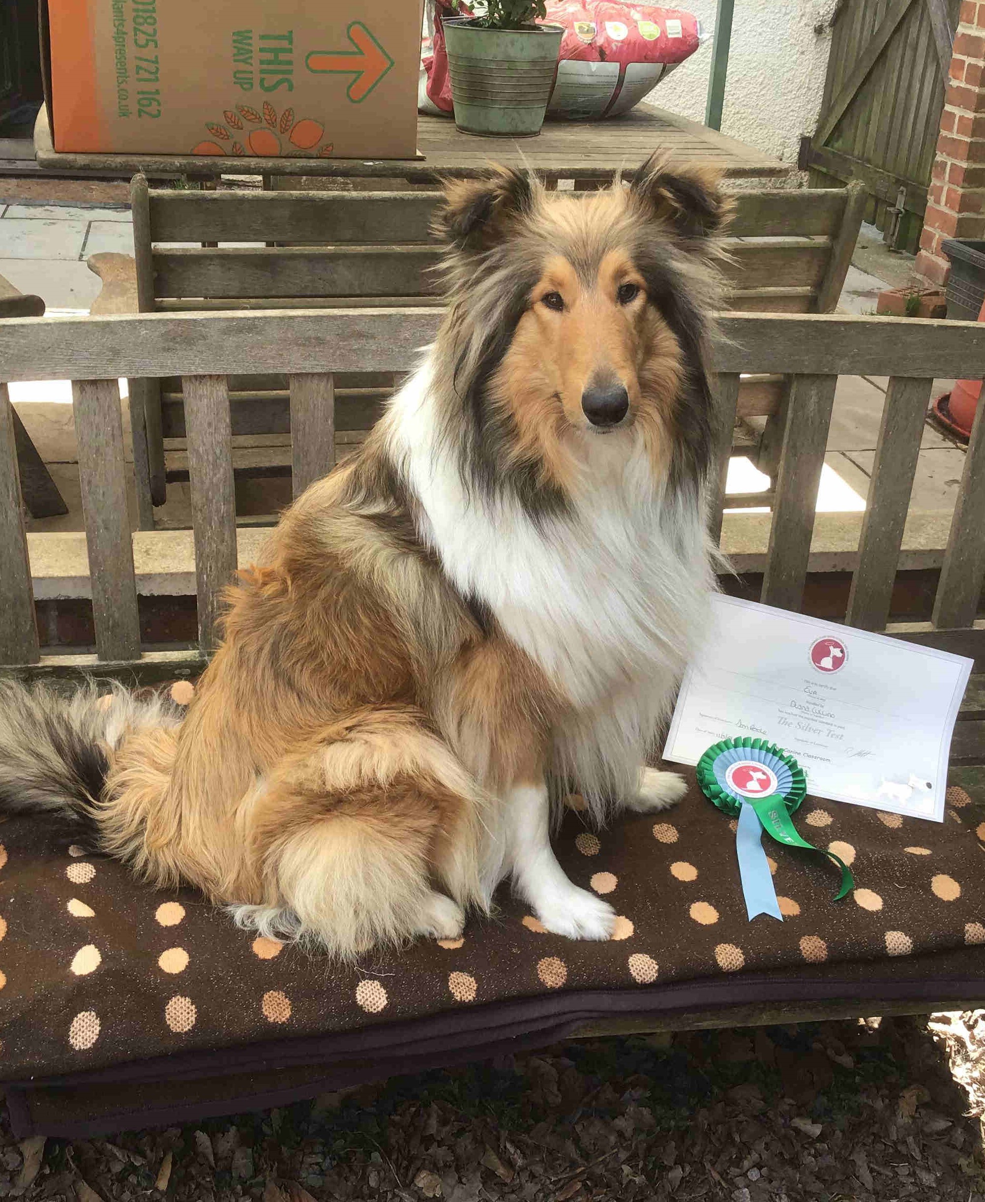 Rough Collie Training